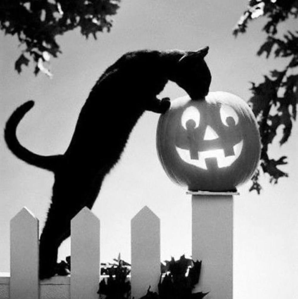 Meet your Posher, Pansy